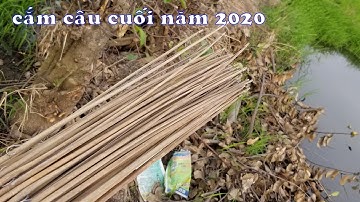 Cắm câu cá lóc ngày cuối năm 2020, giữa mùa lúa xạ
