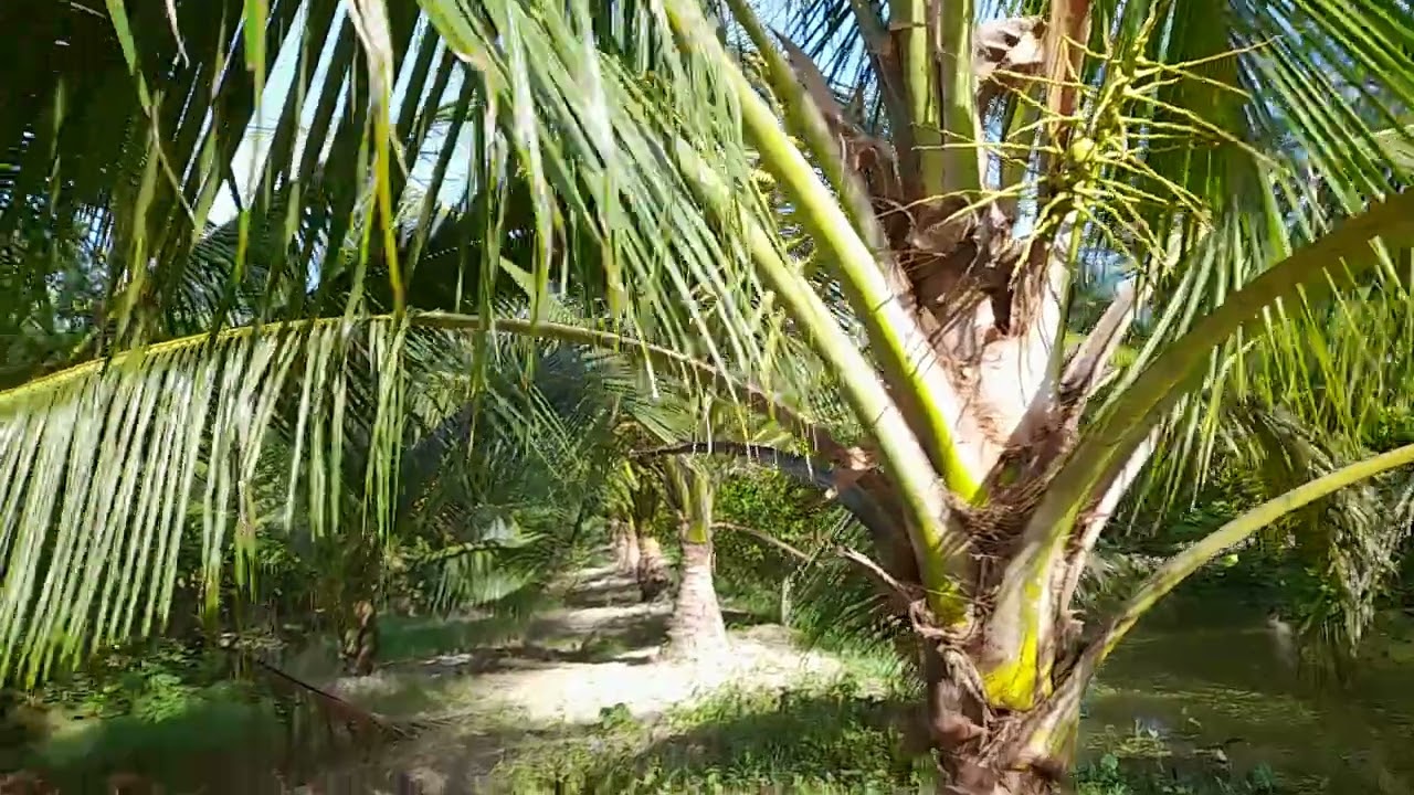 Vườn dừa ta 5 năm kém hiệu quả không Chăm sóc từ đầu 