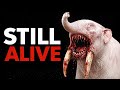 Extinct Apex Predators Found Alive in the Deep Wild