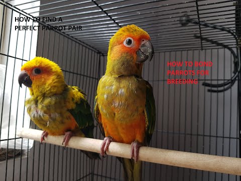 How to find a perfect Parrot breeding pair || How to bond Parrots for breeding  #How_to_pair_parrots