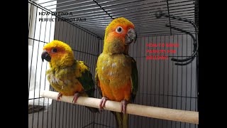 How to find a perfect Parrot breeding pair || How to bond Parrots for breeding  #How_to_pair_parrots