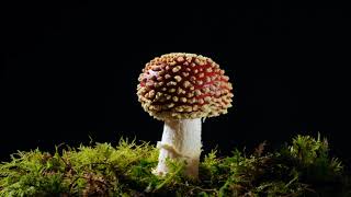 Fly agaric. Amanita muscaria growing time lapse. Hallucinogenic fungi by Neil Bromhall 8,372 views 2 years ago 52 seconds