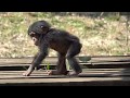 Feb 2020 Tama zoo chimps #9.2 Baby Ibuki can jump and climb