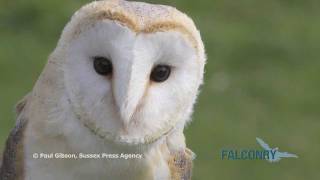 Bracken the Barn Owl from East Sussex Falconry Experiences