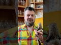The Smartest Lizard Species You've Never Heard Of #lizard #pets