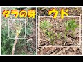 タランボとウドの採取　札幌近郊で山菜採り Vlog 字幕