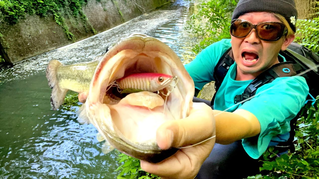 ハリウッド御用達! ikan フォローフォーカス リグ 動画 ムービー Epic Episode] We'll show you footage of a ferocious fish