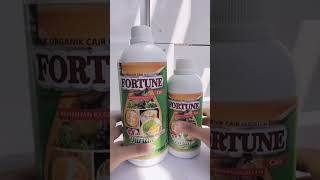 aku spil in nih rahasia dibalik pohon durian yang berbuah lebat dan besar besar