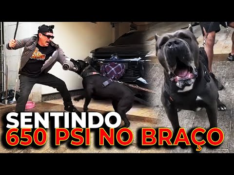SECOND HEAVIEST BITE IN THE WORLD IN SÃO PAULO | CANE CLUB KENNEL