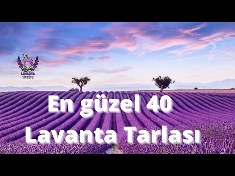 Dünya'daki en güzel 40 Lavanta Tarlası 2022