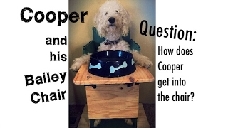 Getting into a Bailey Chair, Megaesophagus Dog