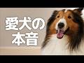 愛犬に聞いてみたら、まさかの優先順位でした。【会話ボタンでしゃべる犬】 #犬 #ペット