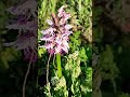11 май 2026 г.Маймунски салеп,Orchis symiaдиворастящ,лечебен,кулинария,напитки,сладки грудкиСтЗагора