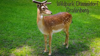 Wildpark Düsseldorf Grafenberg 4K
