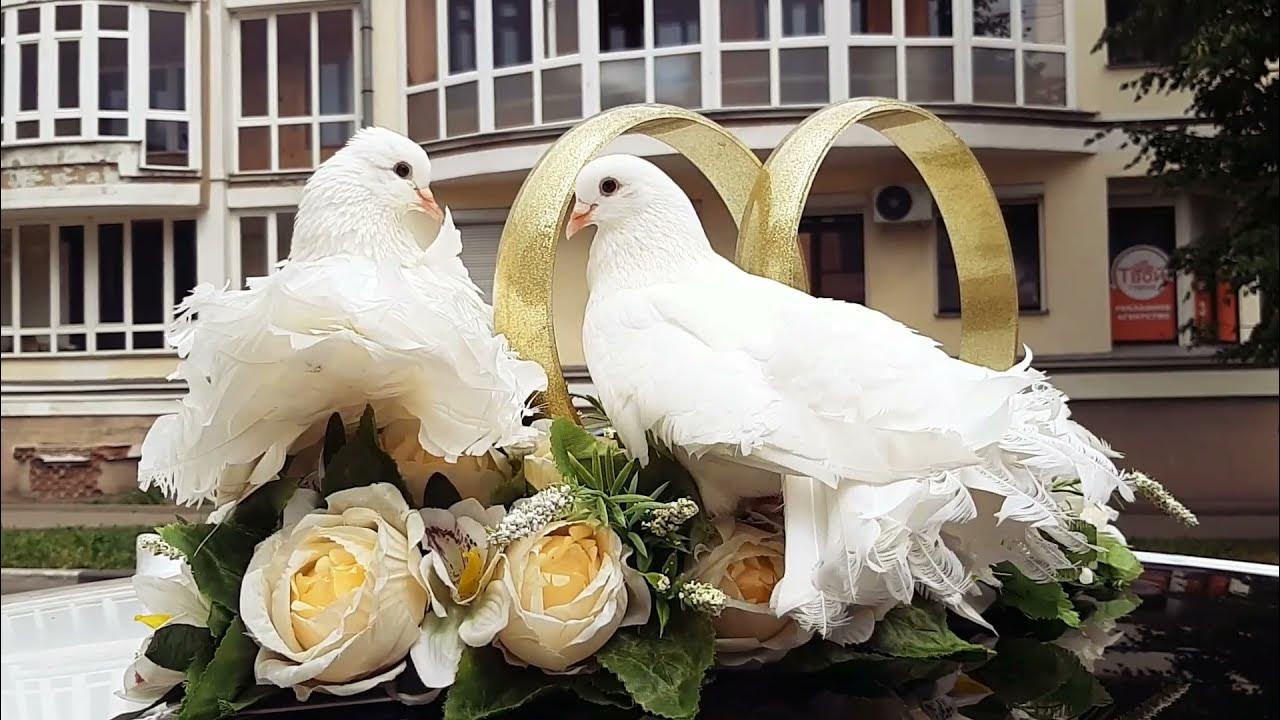 Свадьба белых видео. Белые голуби на свадьбу. Губернаторский сад Ярославль свадьба