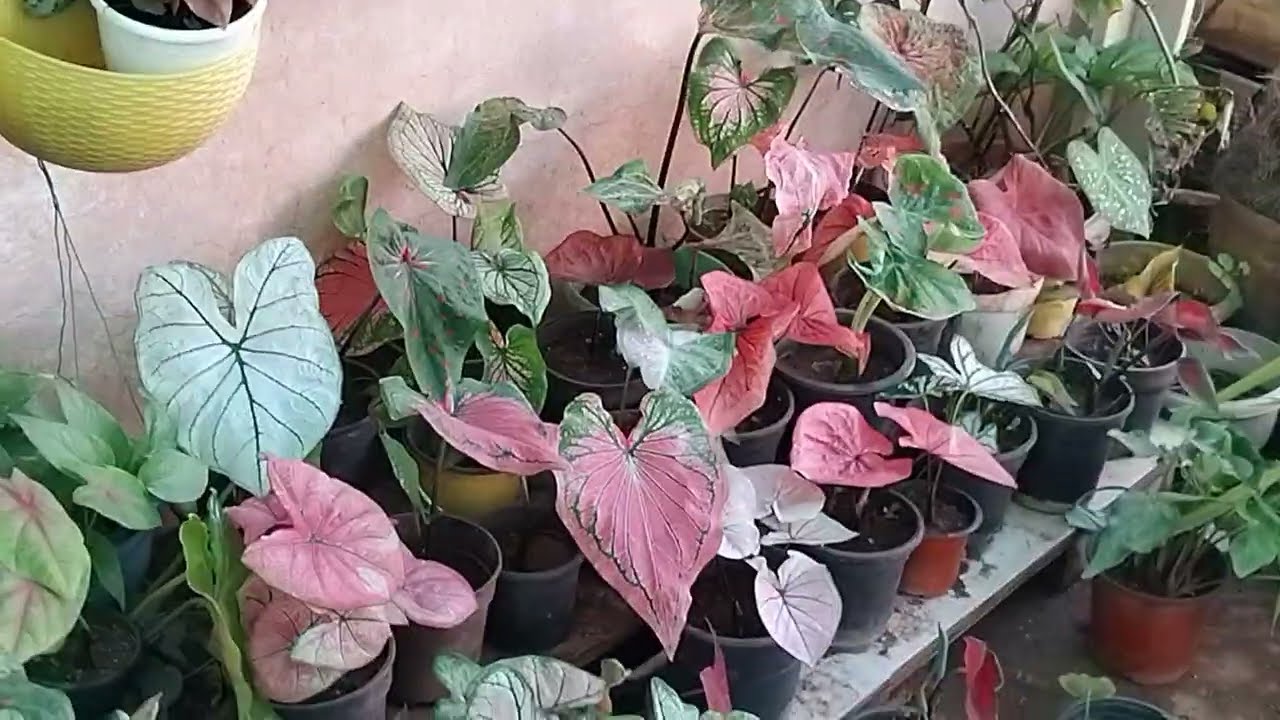 💙💓Colourful / Beautiful caladium💙💓 @floweringgardenvlog #Caladium ‎