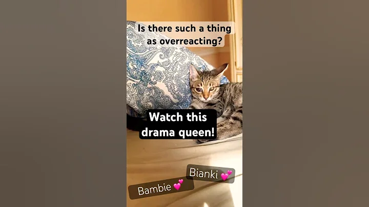 Watch the video about Overreacting much? Drama queen siamese! Poor rescued bengal cat🐱 #cat #bengalcat #catnews #siamese