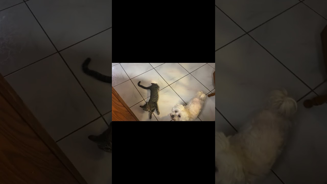 𝗖𝗼𝗰𝗼 𝗣𝘂𝗳𝗳 𝟭𝟮𝘁𝗵 𝗕𝗶𝗿𝘁𝗵𝗱𝗮𝘆 𝗖𝗲𝗹𝗲𝗯𝗿𝗮𝘁𝗶𝗼𝗻 𝗜𝗰𝗲 𝗖𝗿𝗲𝗮𝗺 𝗖𝗼𝗼𝗸𝗶𝗲 𝗙𝗹𝗼𝗮𝘁 