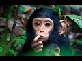 Intelligence de chimpanz