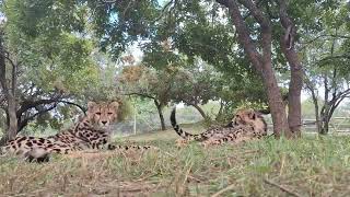 Adorable cheetah cub stops camera filming