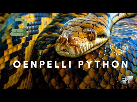 APPEARANCE OF OENPELLI PYTHON | SNAKE |TRIZZLER|