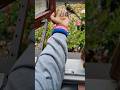 Handfeeding cute little bird🥰  #GodsCreation #Greattit #TheNetherlands #Shorts