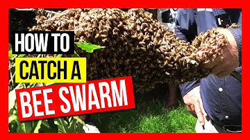How to Catch A Bee Swarm ft Bruce White | ABA of NSW Field Day 2019 (Part 07)