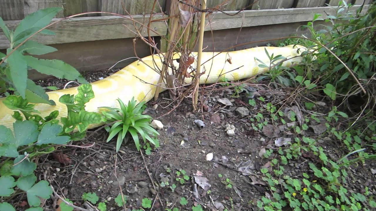 rat snakes in alabama Brian Gundy Having Fun With 12 Foot Long Albino Burmese Python