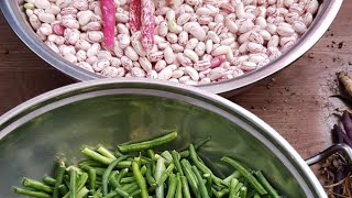 Another Variety Of Beans To Harvest Filipina - Romanian Couple