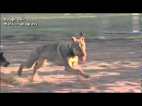 scientific calculator Arthritis: Dr. Larry - The Pet Vet