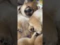 【豆柴犬】ギュウギュウで一緒に寝て可愛いすぎる💕😍