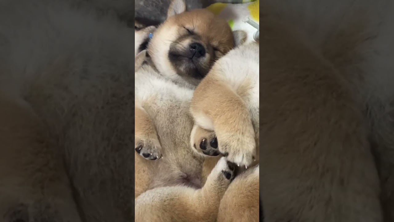 【豆柴犬】ギュウギュウで一緒に寝て可愛いすぎる💕😍