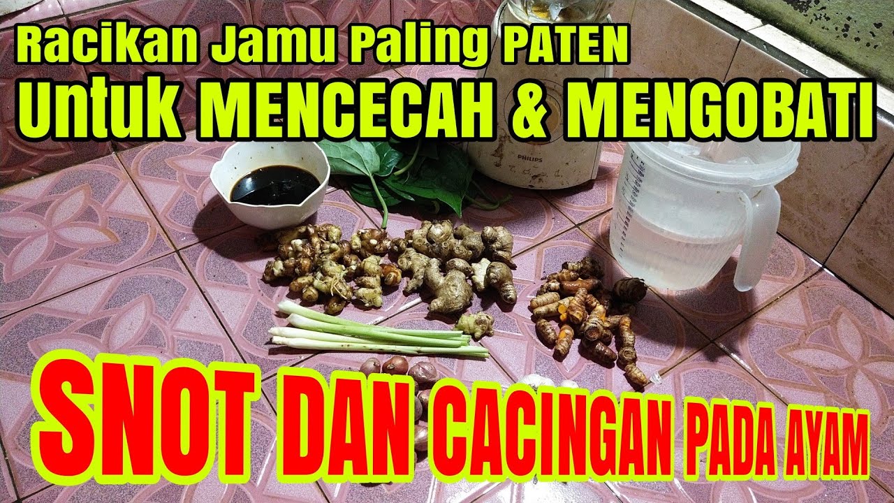  Cara  Membuat  Obat  Herbal  Untuk Ayam di Musim Penyakit 