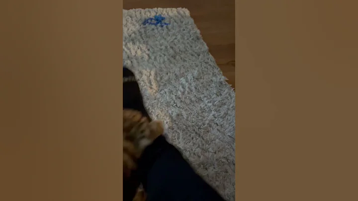 Watch the video about Bengal cat attack #crazybengalcatlovers #cat #catbreed #domesticcat ￼