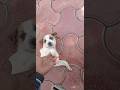 छोटे डॉग के बच्चे का प्यार देखो 😍 #hiphop #doglover #doglovers #viralvideo #shortsvideo #videoshort