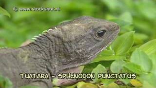 tuatara  sphenodon punctatus