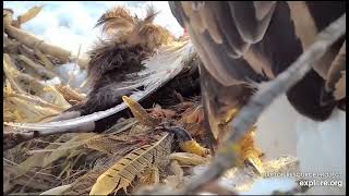 Decorah North Nest 3-15-23, DNF brings Mr a pheasant