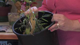 Gardening: Caring for Plants : How to Grow Bamboo Indoors
