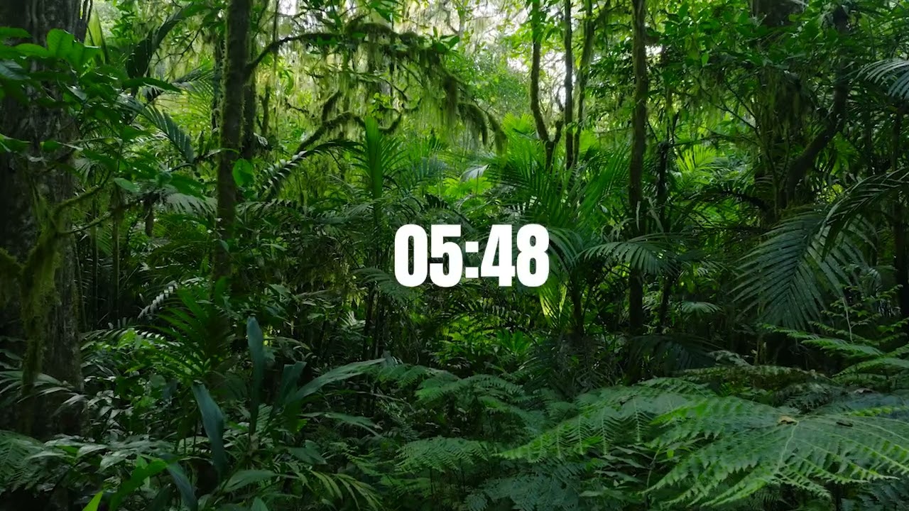 Les forêts disparaissent. Chaque seconde compte !