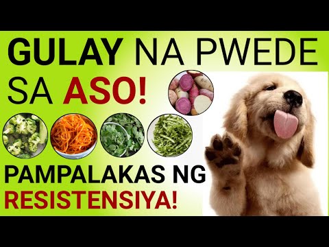 Video: Shrub dog: pamumuhay at mga larawan