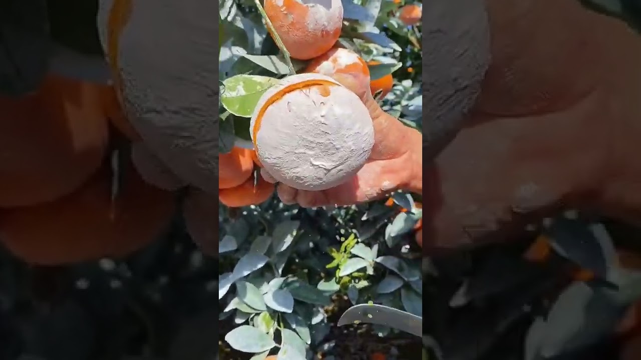 So juicy orange 🍊 四川茂谷柑 