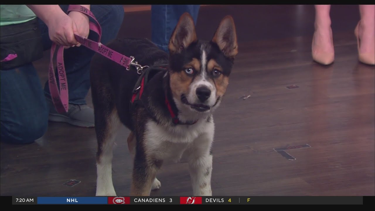 Pet Parade: Sweet Paws Rescue