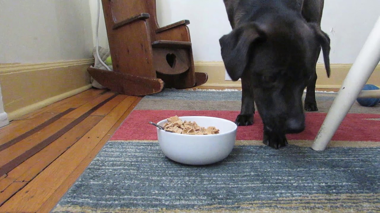 Vlog 2 (dog eats cereal) YouTube