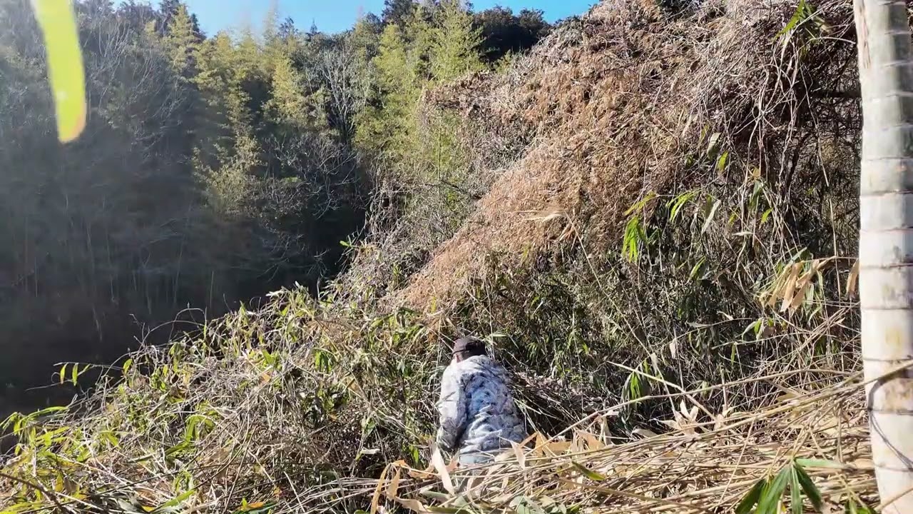 耕作放棄地西：草刈り機で刈れない笹竹を18V剪定ばさみで切っていく