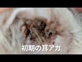 【閲覧注意】猫の耳洗浄　マラセチア？を自作洗浄液で治していくわよ