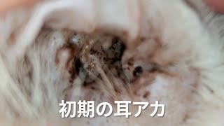 【閲覧注意】猫の耳洗浄　マラセチア？を自作洗浄液で治していくわよ