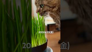 今日は猫草を食べようとして頑張ってたよシニア猫 ねこ ねこ動画 猫闘病中 扁平上皮癌