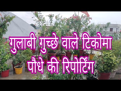 गुलाबी गुच्छे वाले टिकोमा पौधे की रिपोर्टिंग