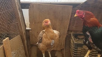 Qaib Thai Ocean State 2023