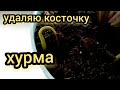 Хурма. Удаление косточки